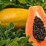 Papaya consumption is unsafe in pregnancy: Fact or Fable?
